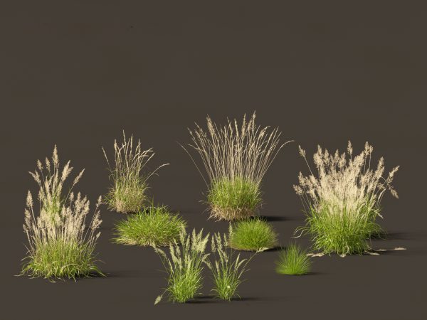 Decorative Ornamental Grasses Pack 29 - Image 4
