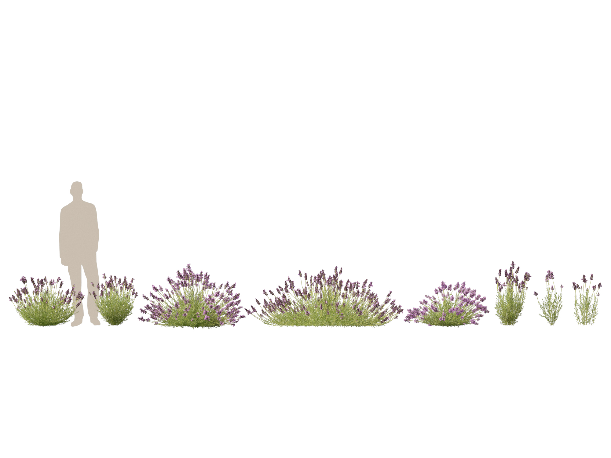 Lavandula angustifolia - English lavender - Image 2