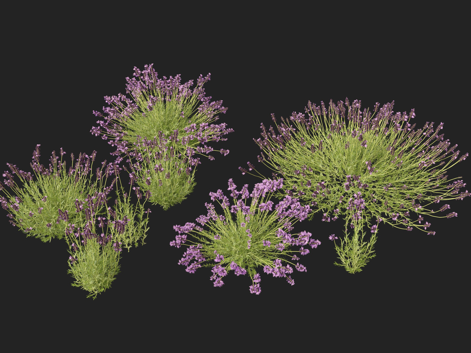 Lavandula angustifolia - English lavender - Image 8