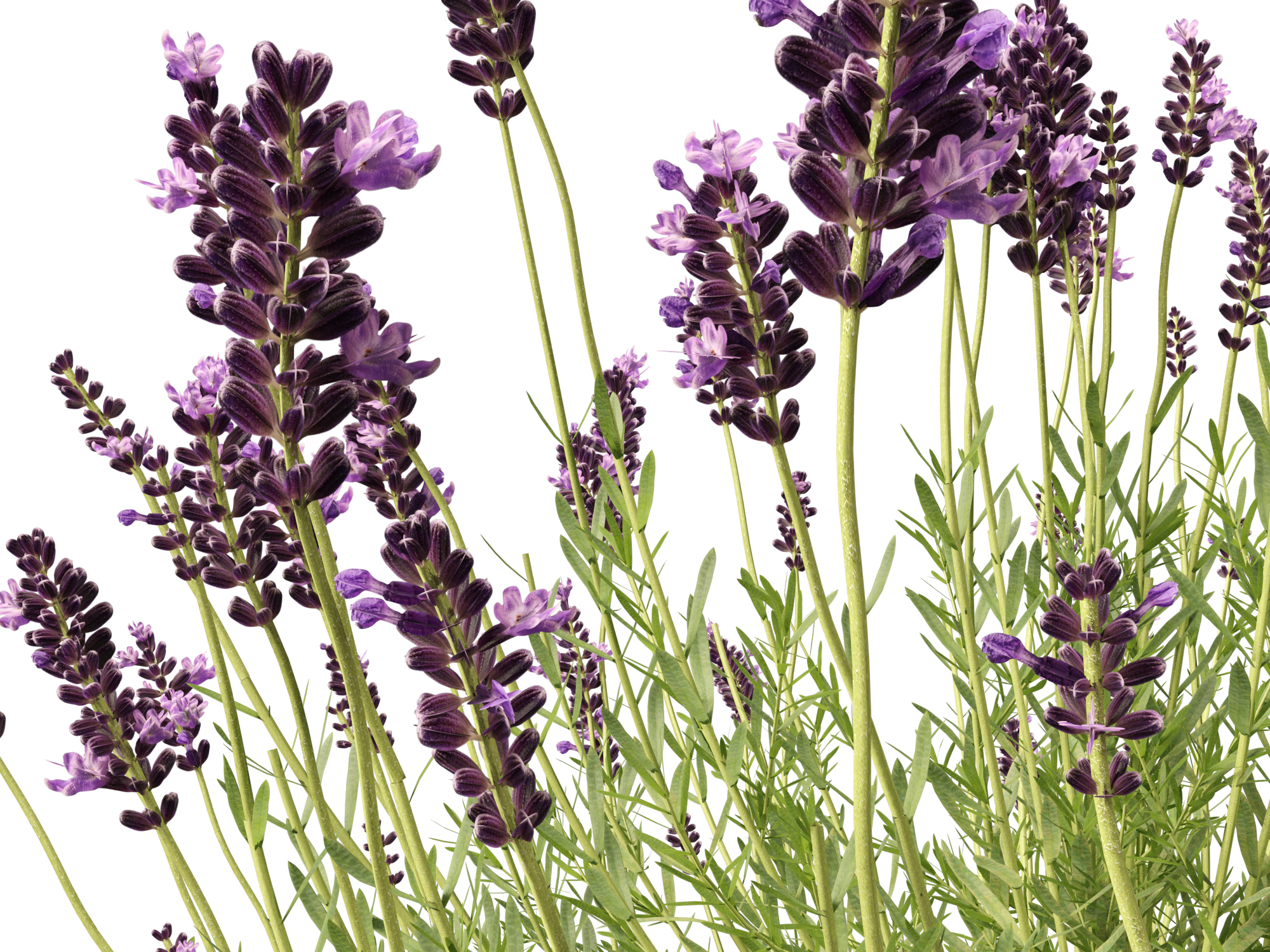 Lavandula angustifolia - English lavender - Image 7