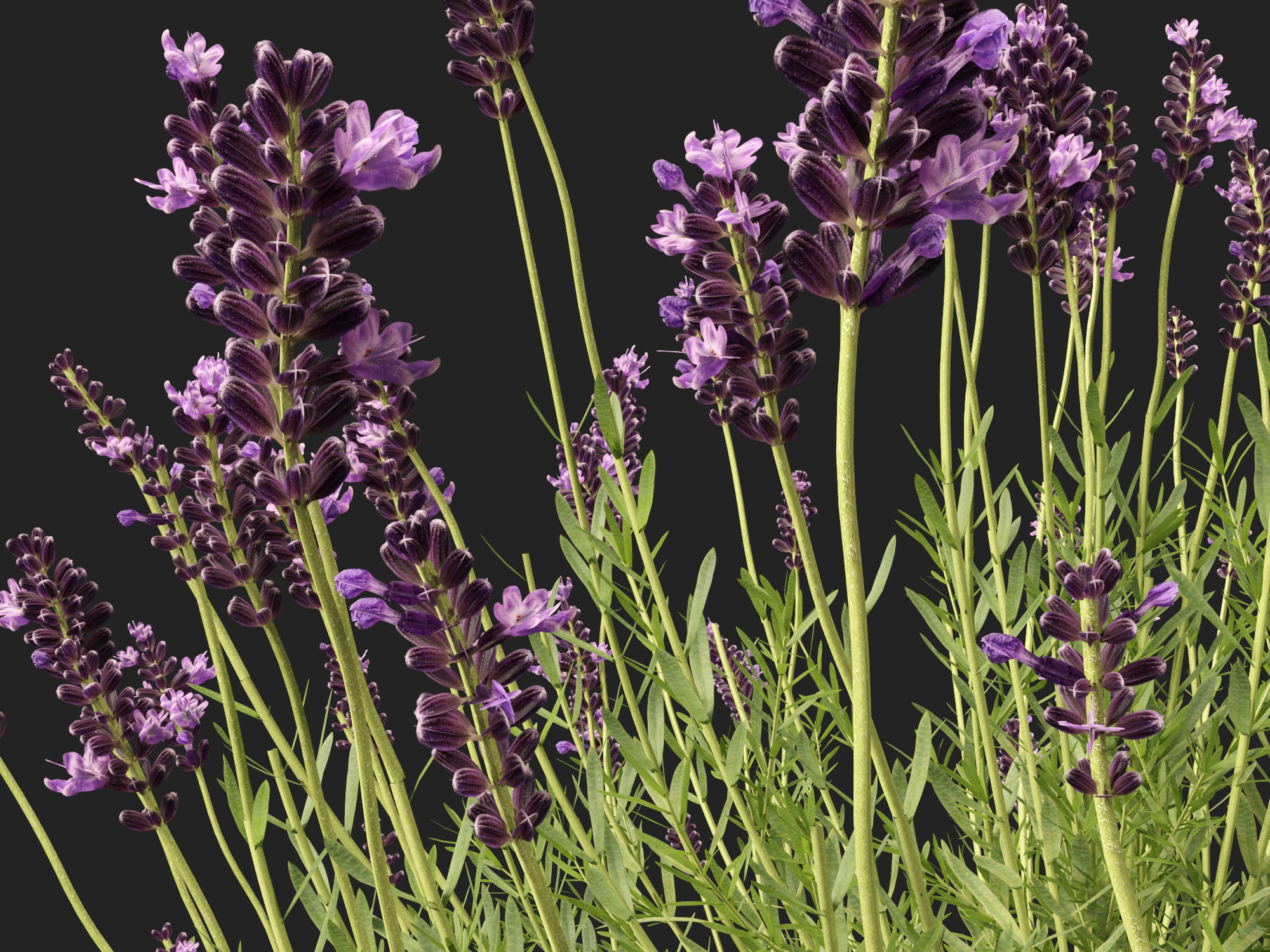 Lavandula angustifolia - English lavender - Image 6