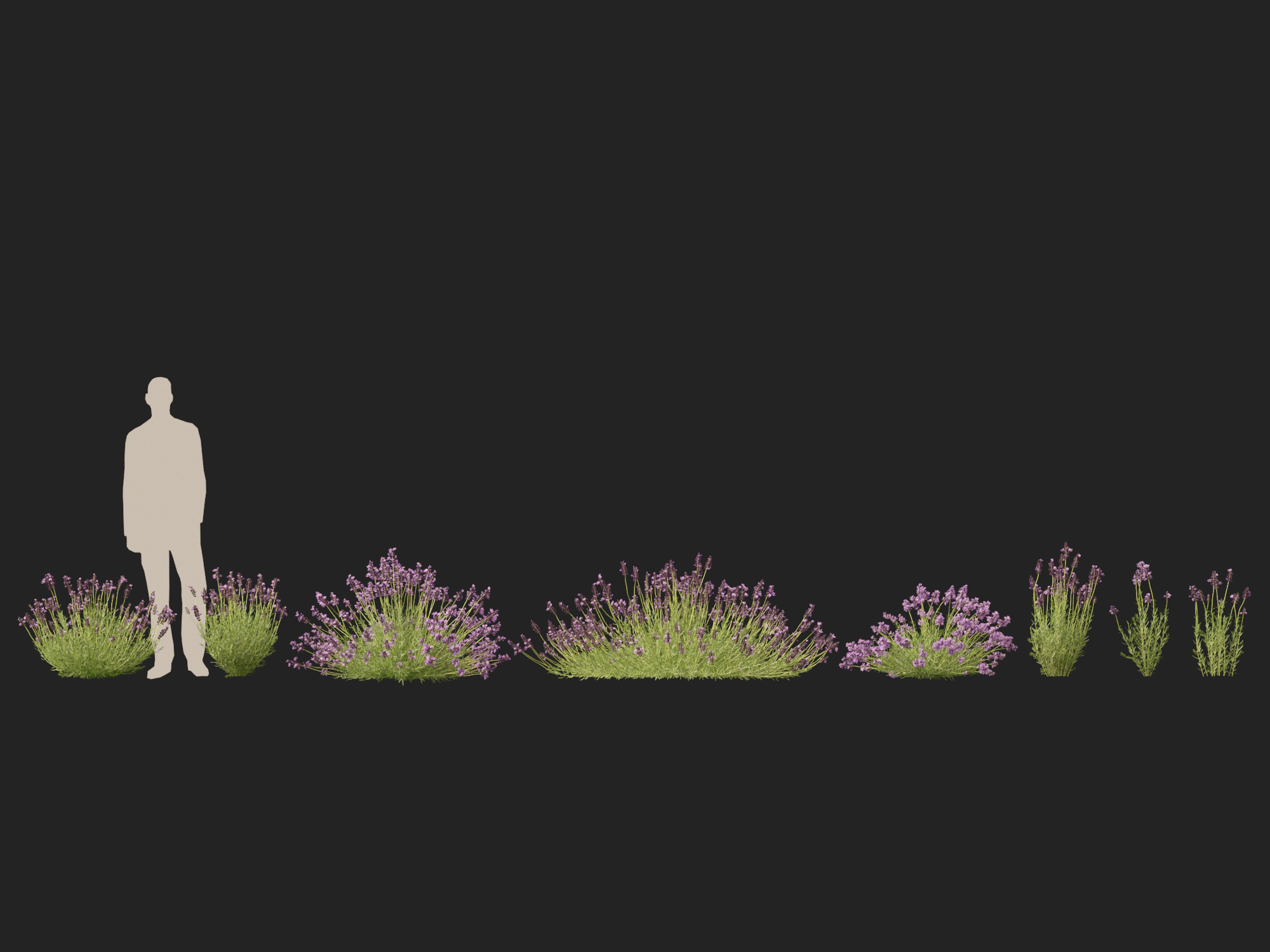 Lavandula angustifolia - English lavender - Image 5