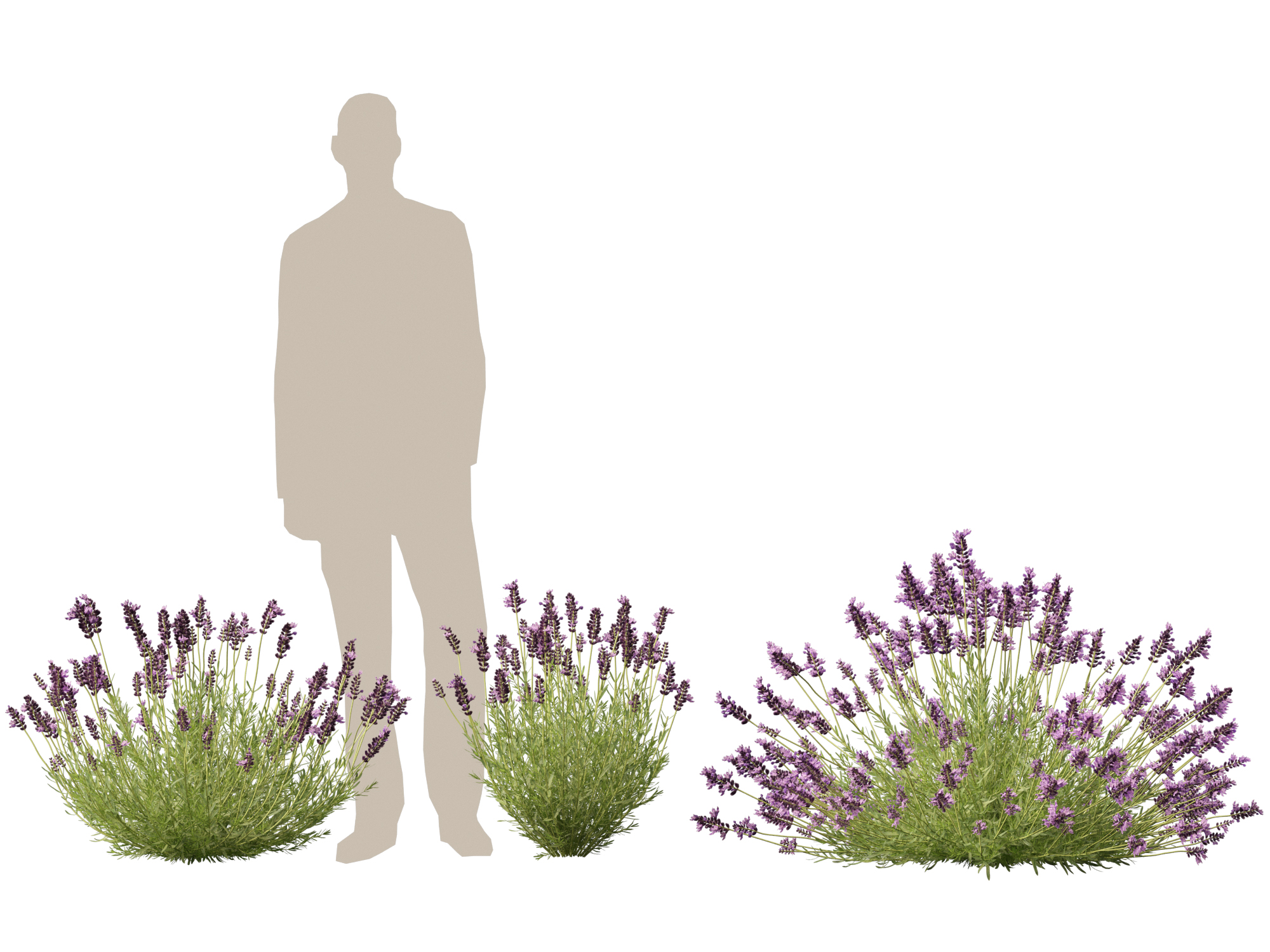 Lavandula angustifolia - English lavender - Image 4