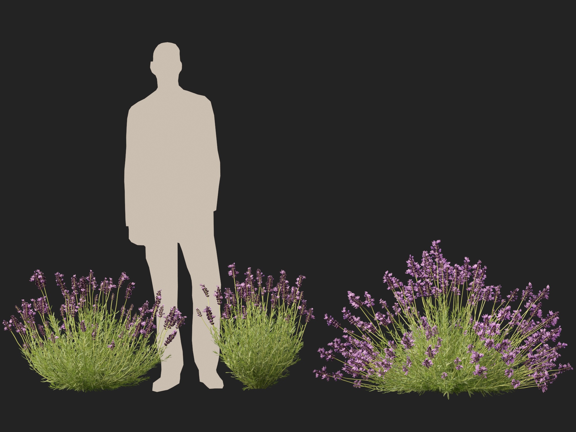 Lavandula angustifolia - English lavender - Image 13