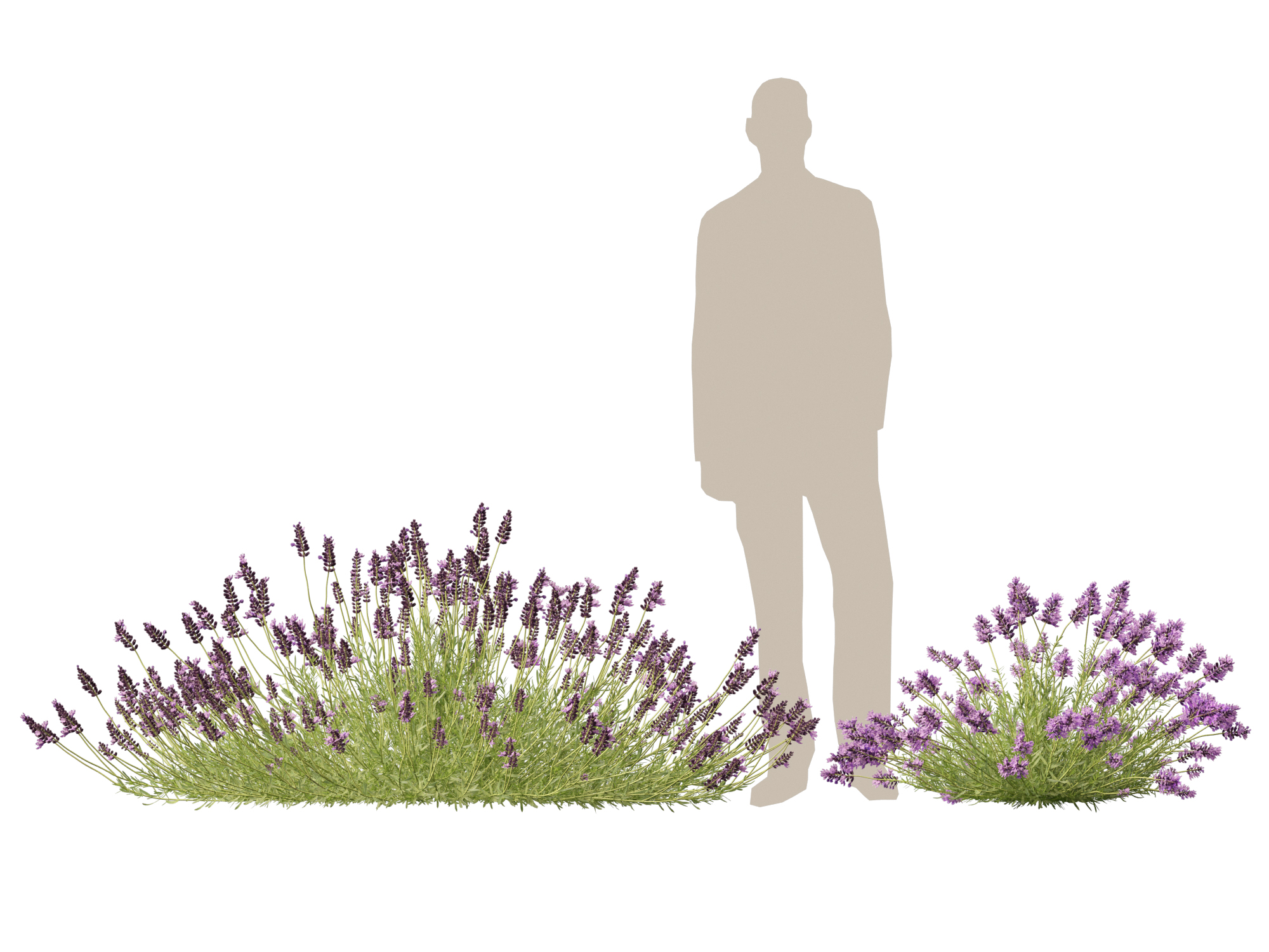 Lavandula angustifolia - English lavender - Image 12