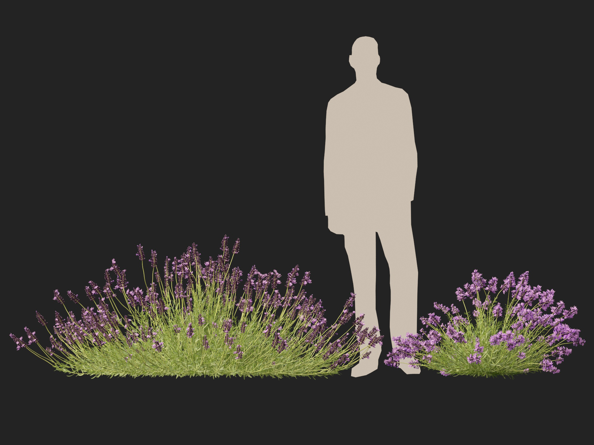 Lavandula angustifolia - English lavender - Image 11