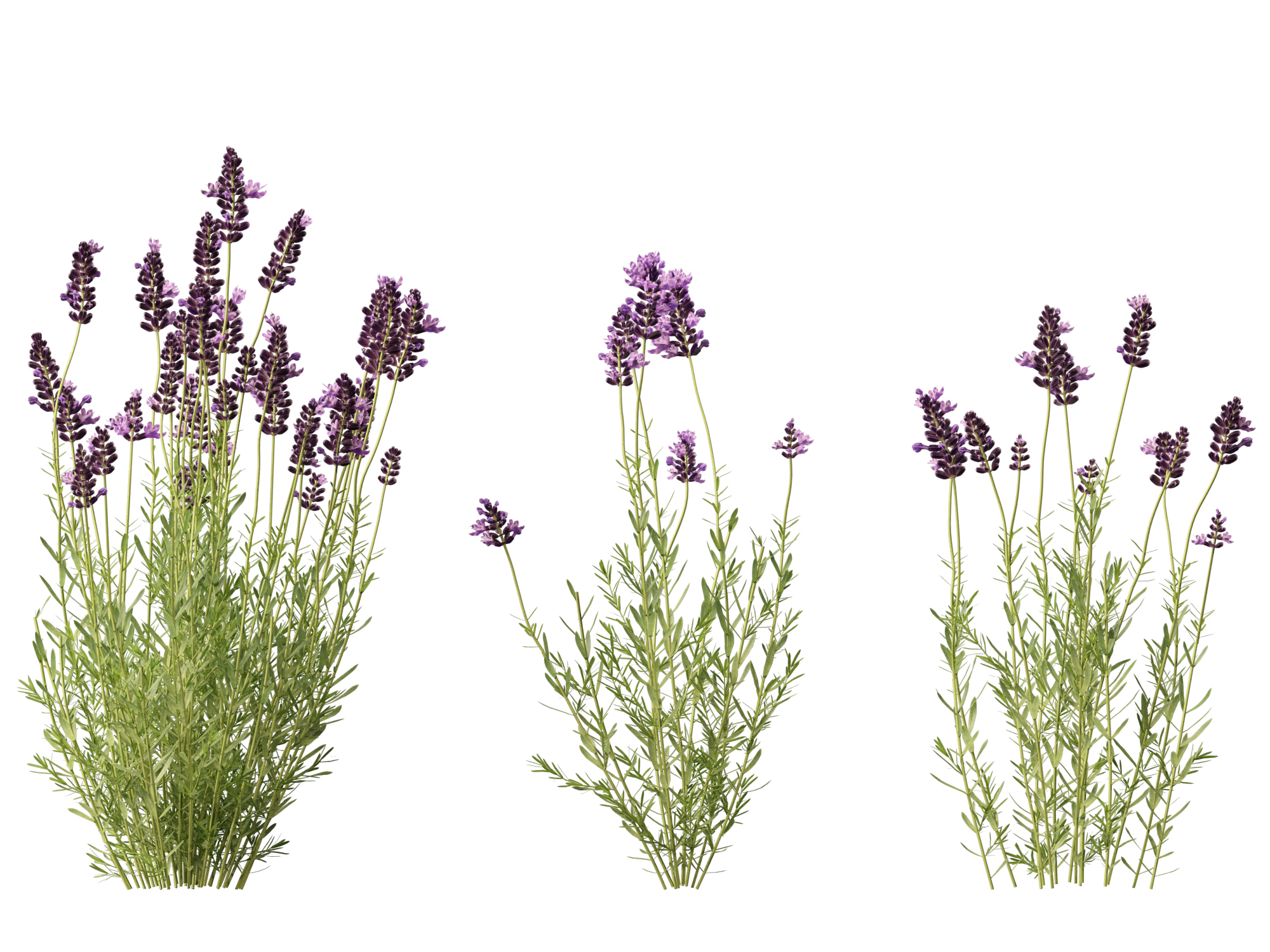 Lavandula angustifolia - English lavender - Image 10