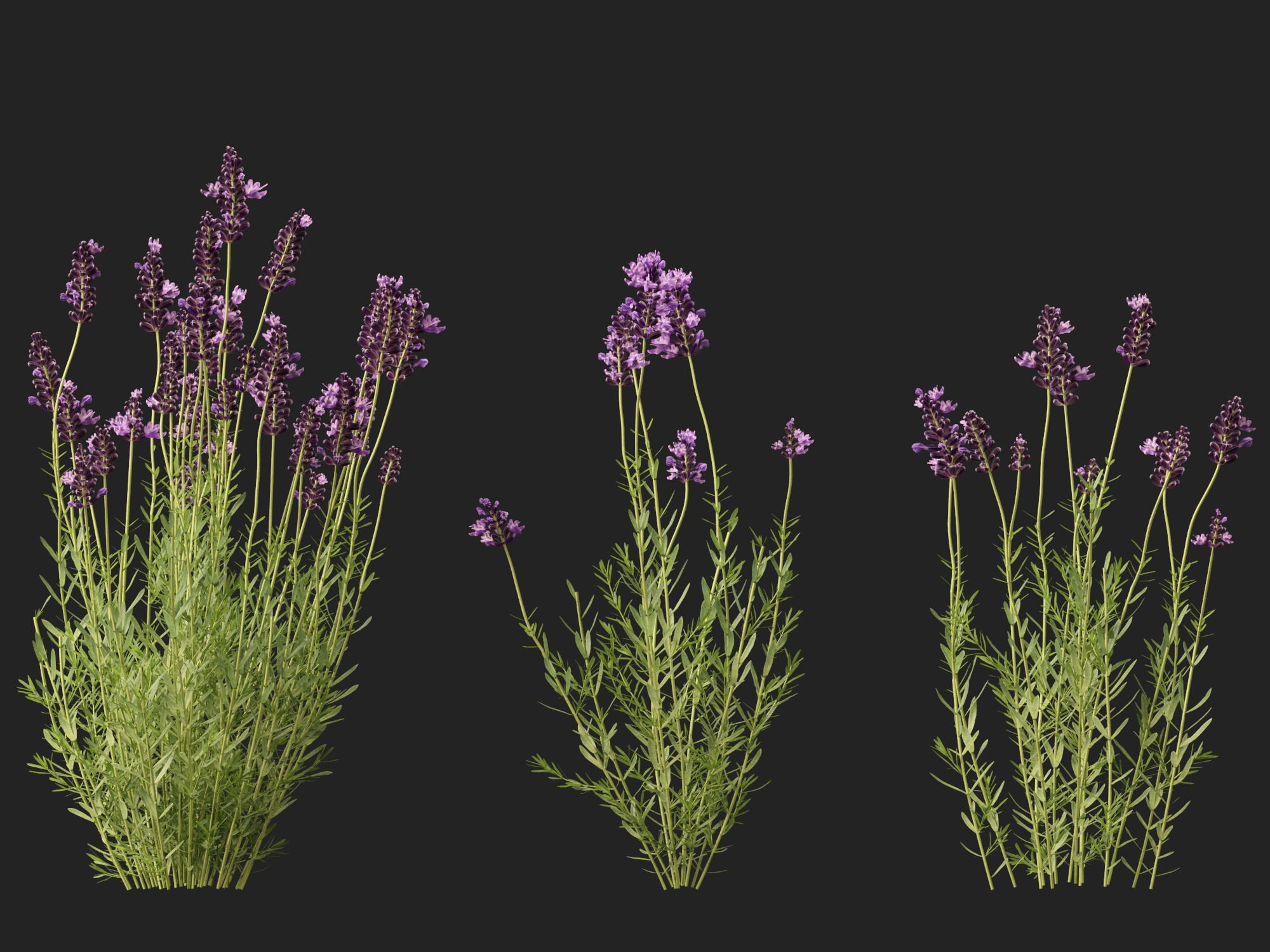 Lavandula angustifolia - English lavender - Image 3