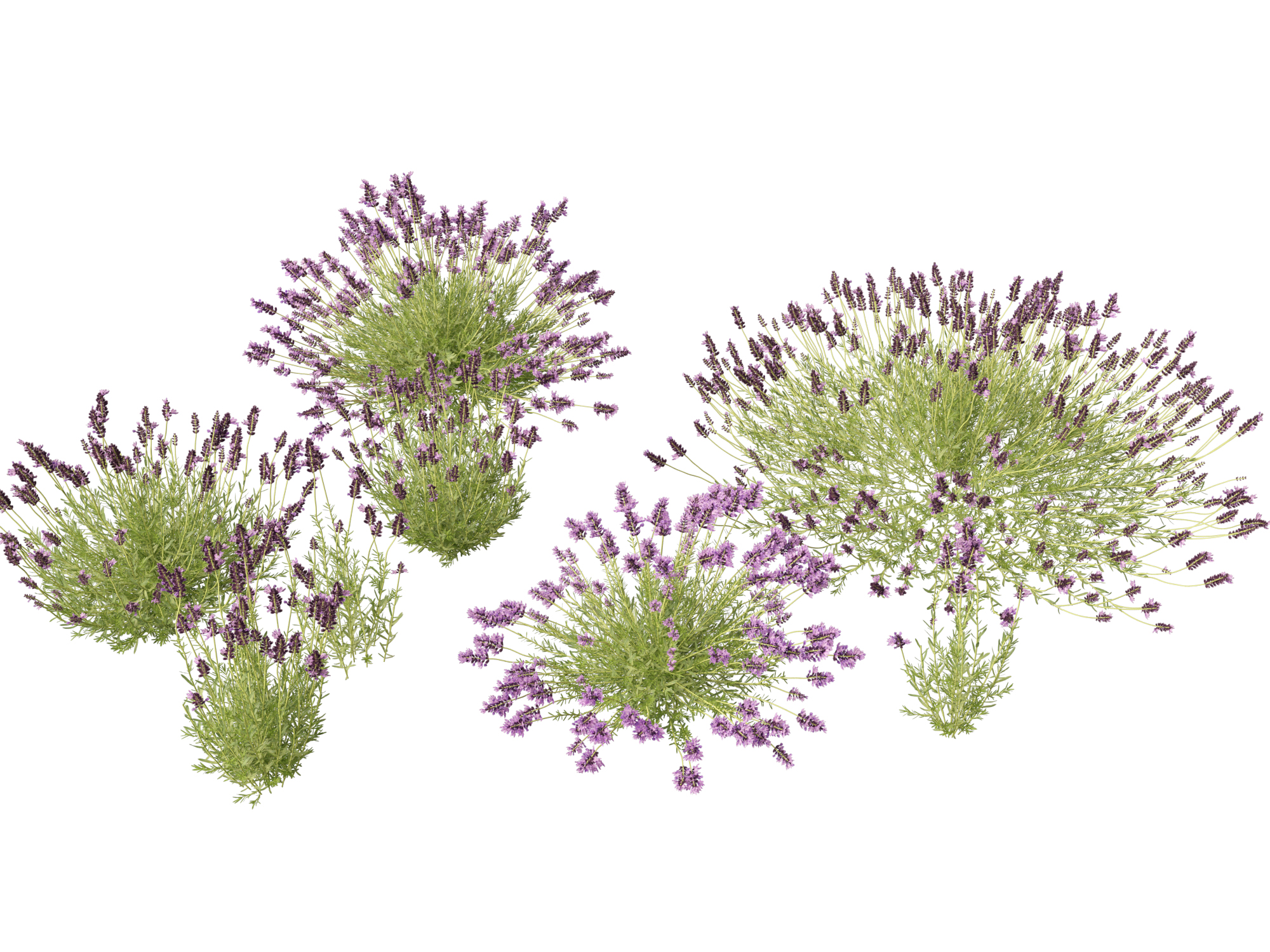Lavandula angustifolia - English lavender