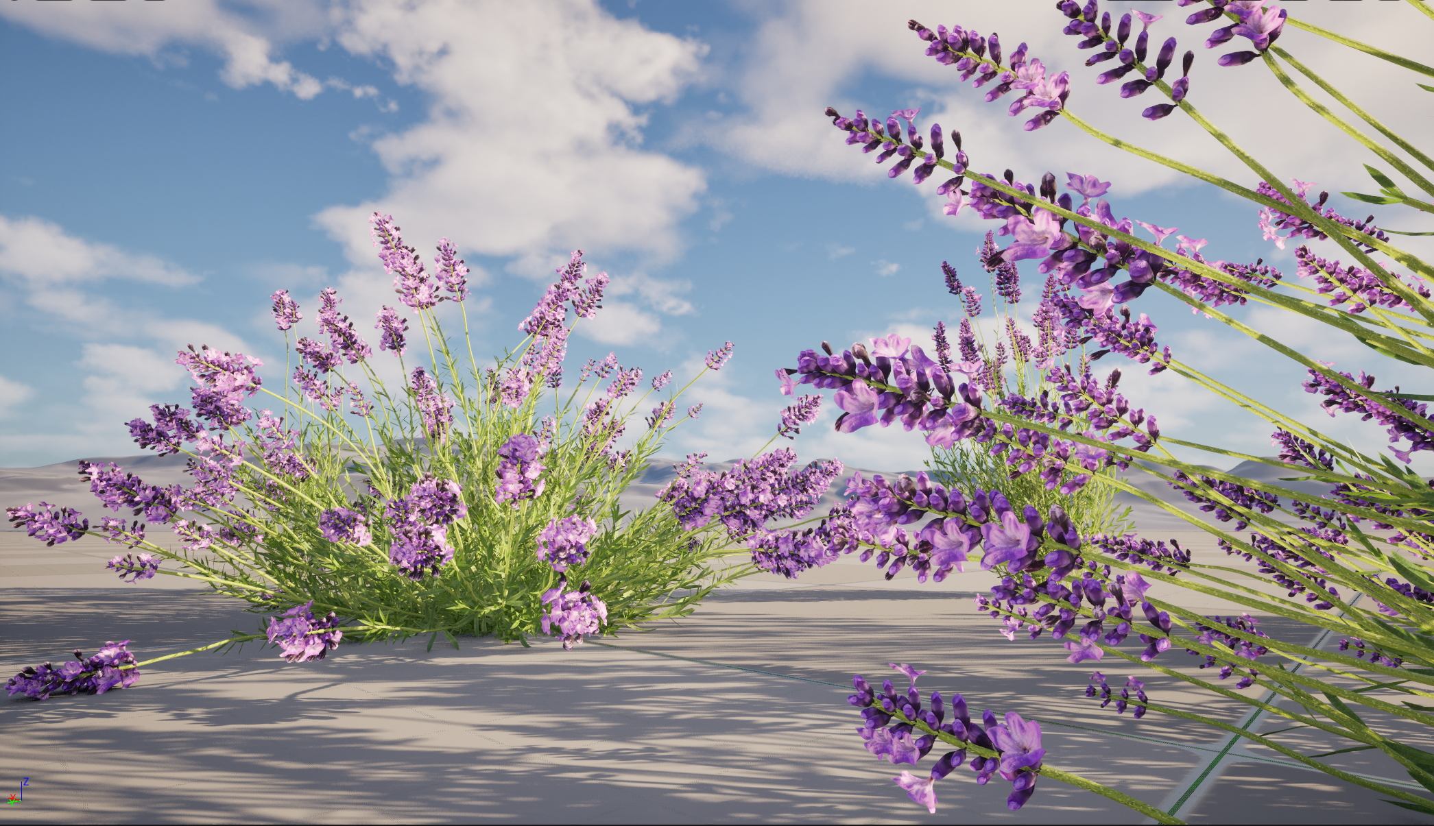 UE5 Wind Plants - Lavandula angustifolia – English lavender (Nanite+Masked material) - Image 8