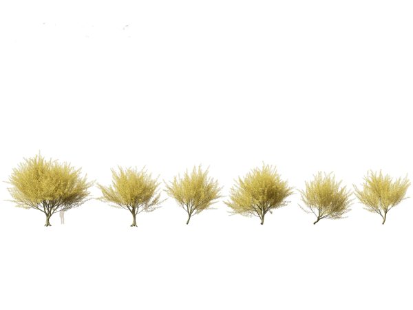 Arid & Savanna Trees Pack 24 - Image 12