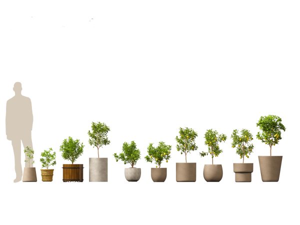 Decorative Indoor Plants Essentials Pack 41 - Image 15