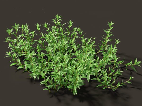 Meadow & Grassland Plants Pack 34 - Image 30