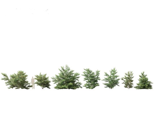 Asian Ornamental Trees Pack 21 - Image 5