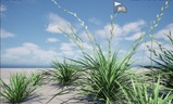 UE5 Nanite Wind Plants - Lolium perenne – Perennial ryegrass - Image 4