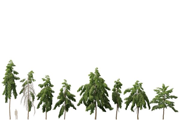 Carallia brachiata Honiara - Freshwater Mangrove 3D Model - Image 2