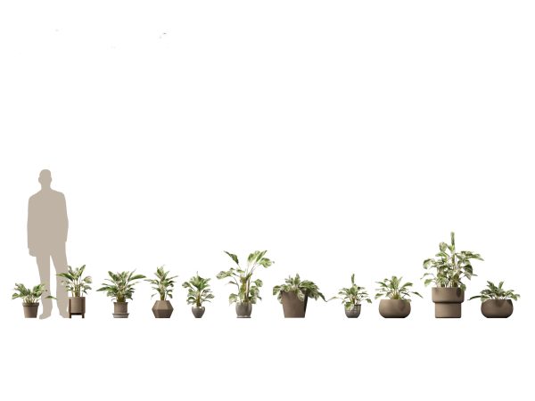 Decorative Indoor Plants Essentials Pack 41 - Image 8