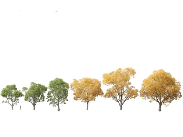 Mediterranean Garden Trees Pack 03 - Image 16