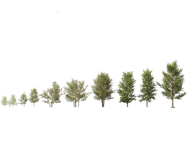 European Broadleaf Trees Pack 17 - Image 11