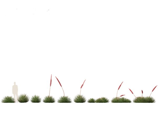 Tropical & Architectural Foliage Pack 51 - Image 2