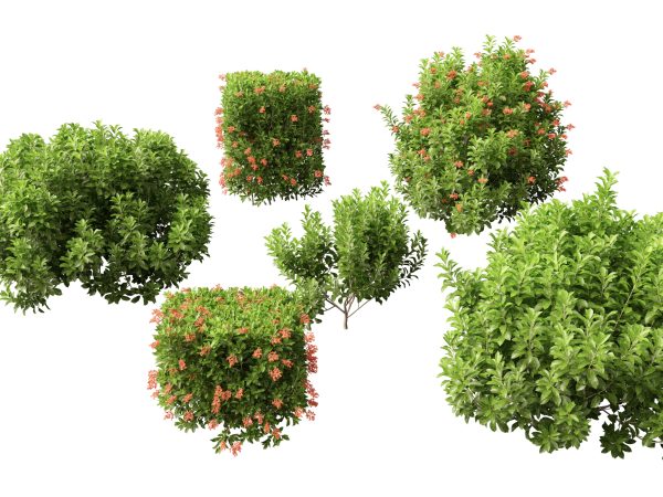 Tropical & Architectural Foliage Pack 51 - Image 9