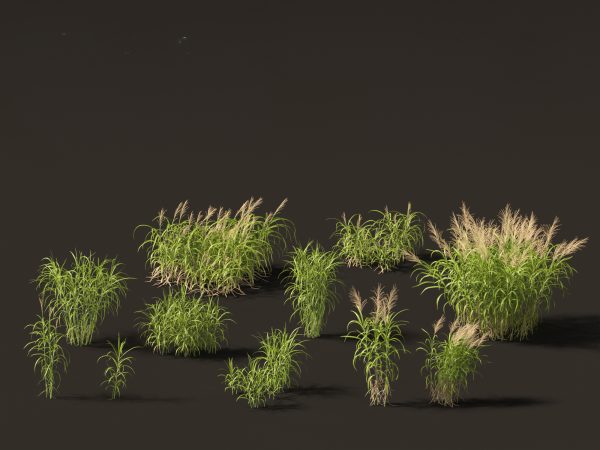 Elegant Garden Grasses Pack 38 - Image 16