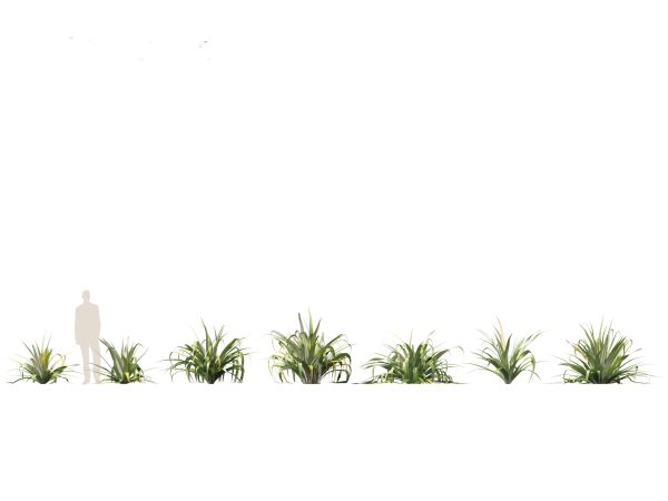Tropical & Architectural Foliage Pack 51 - Image 26