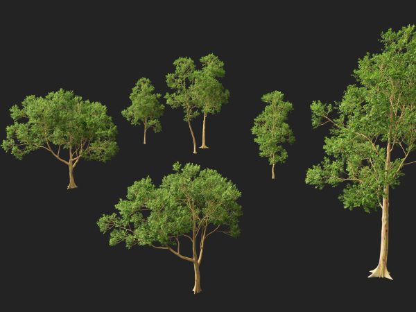 Eucalyptus deglupta - Rainbow Gum 3D Model - Image 7