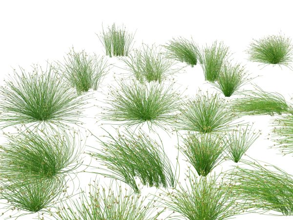 Elegant Garden Grasses Pack 38 - Image 14