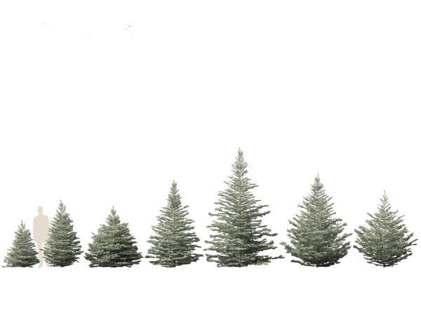 Alpine & Mountain Conifers Pack 14 - Image 11