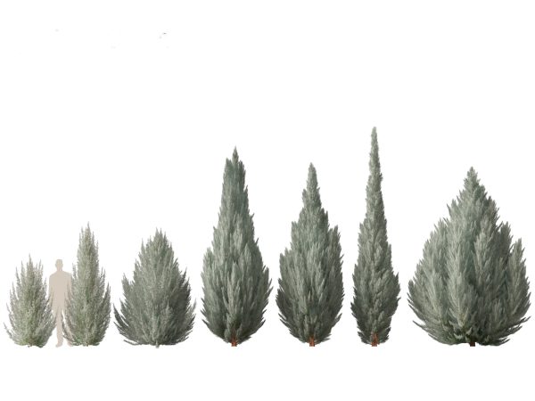 Alpine & Mountain Conifers Pack 14 - Image 8