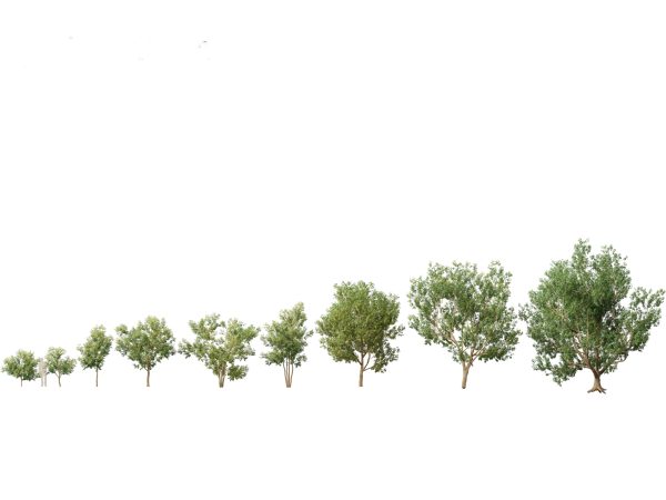 Asian Ornamental Trees Pack 21 - Image 12