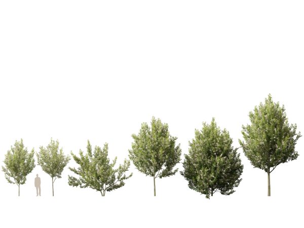 Temperate Flowering Shrubs & Trees Pack 54 - Image 13