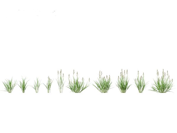 Meadow & Grassland Plants Pack 34 - Image 16