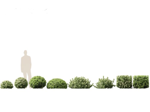 Hedge & Border Plants Pack 26 - Image 14