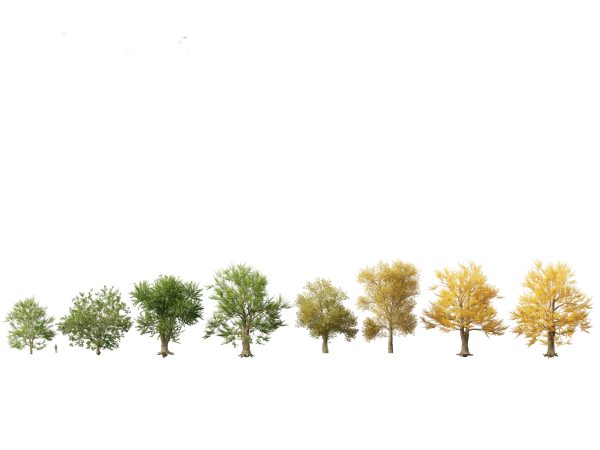 Urban Streetscape Trees Pack 11 - Image 16