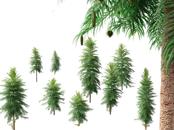 Tropical & Architectural Foliage Pack 51 - Image 7