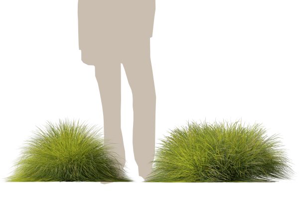 Lomandra confertifolia Little Con - Small Mat Rush 3D Model - Image 9