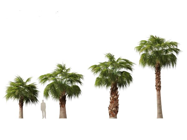 Tropical Giants & Palms Pack 02 - Image 16