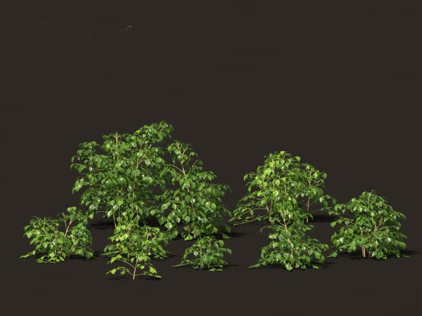 Tropical & Exotic Foliage Pack 49 - Image 18
