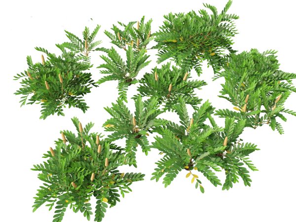 Tropical & Exotic Foliage Pack 49 - Image 29