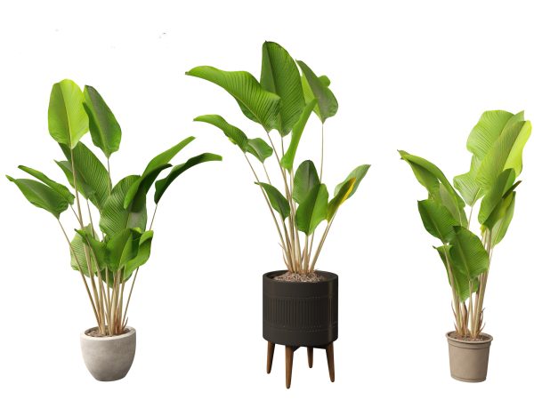Decorative Indoor Plants Essentials Pack 41 - Image 11