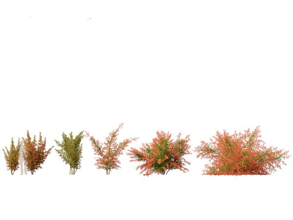 Temperate Flowering Shrubs & Trees Pack 54 - Image 14