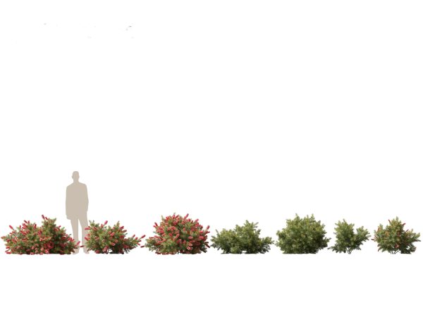 Flowering Shrubs & Blossoms Pack 04 - Image 5