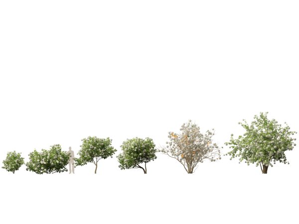Flowering Shrubs & Blossoms Pack 04 - Image 16