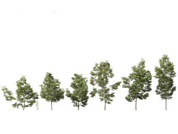 North American Trees & Shrubs Pack 43 - Image 17