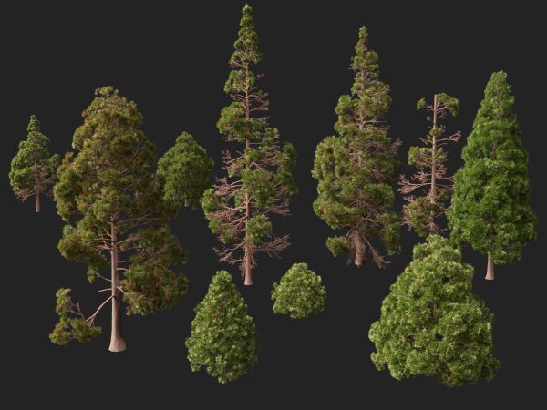 UE5 Wind Plants - cryptomeria japonica - Japanese cedar - Image 3