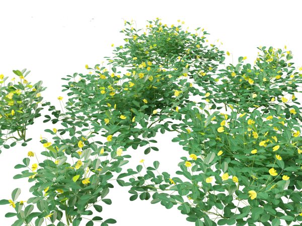 Edible Garden Plants Pack 28 - Image 2