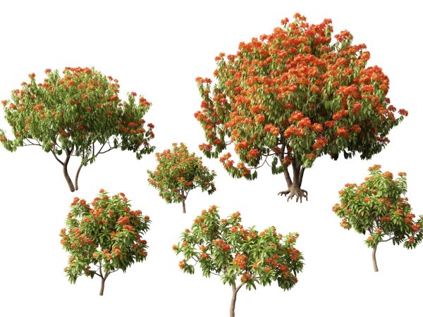 Flowering Garden Shrubs Pack 47 - Image 29