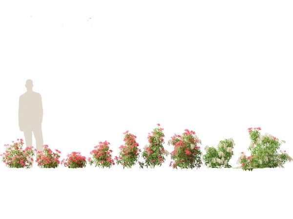 Asian Garden Flora Pack 13 - Image 13
